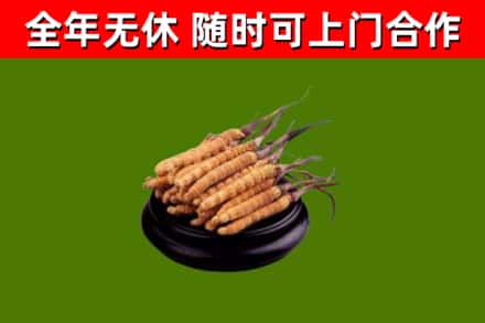 嘉义回收散虫草